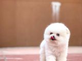 Ayı Surat Pomeranian Boo Yavrularımız