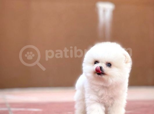 Ayı Surat Pomeranian Boo Yavrularımız görsel