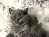 British Shorthair Kedilerim Yeni Sahiplerini Arıyor