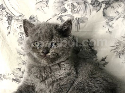 British Shorthair Kedilerim Yeni Sahiplerini Arıyor