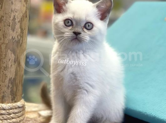 Blue Point British  Dişi Ve Erkek Yavrular görsel