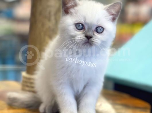 Muhteşem Blue Point British Shorthair Yavrularımız