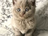 British Shorthair Kedilerim Yeni Sahiplerini Arıyor