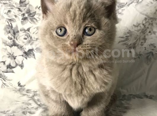 British Shorthair Kedilerim Yeni Sahiplerini Arıyor görsel