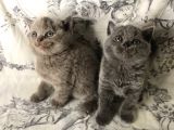 British Shorthair Kedilerim Yeni Sahiplerini Arıyor