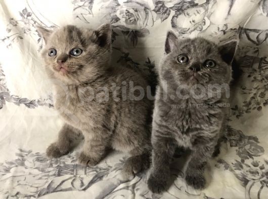 British Shorthair Kedilerim Yeni Sahiplerini Arıyor görsel