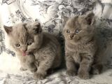British Shorthair Kedilerim Yeni Sahiplerini Arıyor