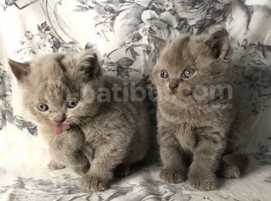 British Shorthair Kedilerim Yeni Sahiplerini Arıyor görsel