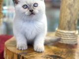 Muhteşem Blue Point British Shorthair Yavrularımız