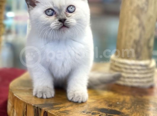 Muhteşem Blue Point British Shorthair Yavrularımız görsel