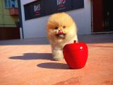 Ayı Surat Pomeranian Boo Yavrularımız