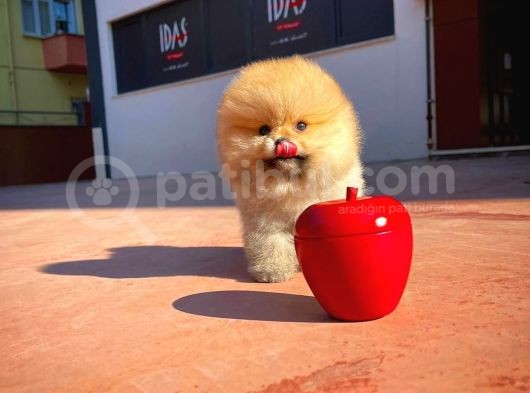 Ayı Surat Pomeranian Boo Yavrularımız görsel