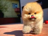 Ayı Surat Pomeranian Boo Yavrularımız