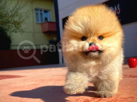Ayı Surat Pomeranian Boo Yavrularımız