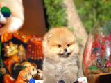 Ayı Surat Pomeranian Boo Yavrularımız