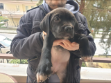 Scrli Anne Ve Babadan Güzeller Güzeli Dişi Yavru
