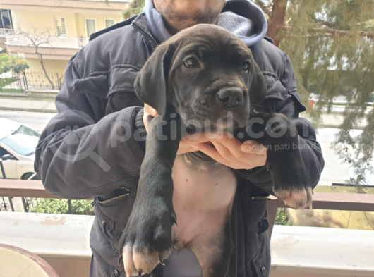 Scrli Anne Ve Babadan Güzeller Güzeli Dişi Yavru görsel