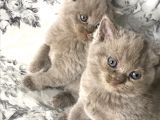 British Shorthair Kedilerim Yeni Sahiplerini Arıyor