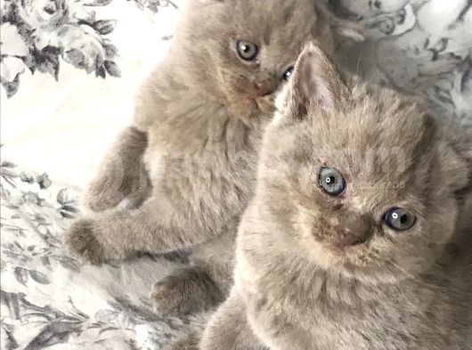 British Shorthair Kedilerim Yeni Sahiplerini Arıyor görsel