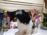 Tatlış Havanese Yavrular