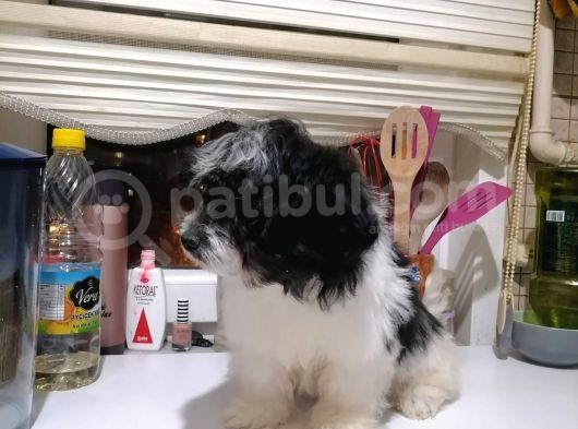 Tatlış Havanese Yavrular görsel