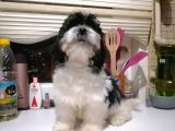 Tatlış Havanese Yavrular