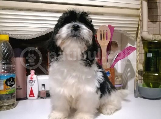 Tatlış Havanese Yavrular görsel