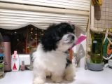 Tatlış Havanese Yavrular