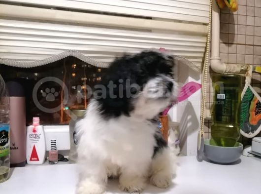 Tatlış Havanese Yavrular görsel