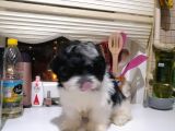 Tatlış Havanese Yavrular