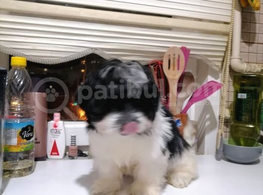 Tatlış Havanese Yavrular görsel