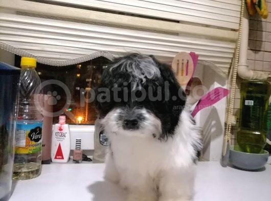 Tatlış Havanese Yavrular görsel