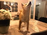 Show Kalite Secereli Mikrochipli Safkan Shiba Inu
