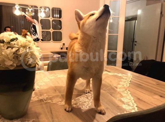 Show Kalite Secereli Mikrochipli Safkan Shiba Inu görsel