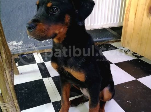 Sevimli Rottweiler Yavrular görsel