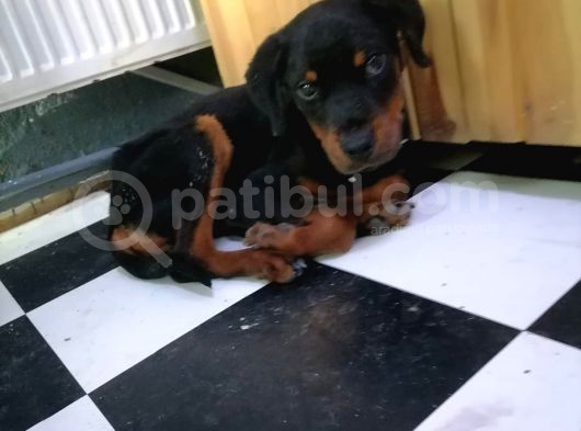 Sevimli Rottweiler Yavrular görsel