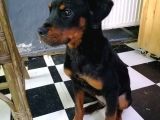Sevimli Rottweiler yavrular