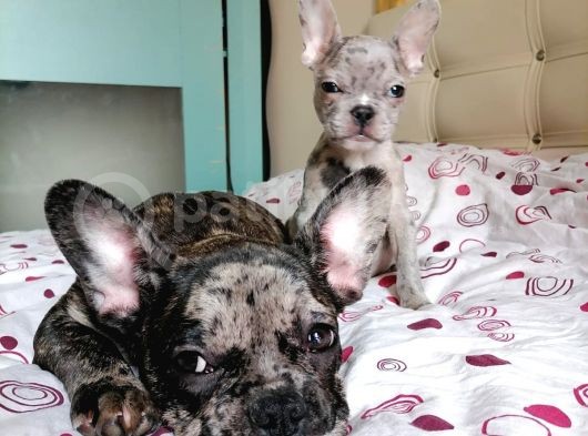 Black Merle Muhteşem Oğlumuz görsel