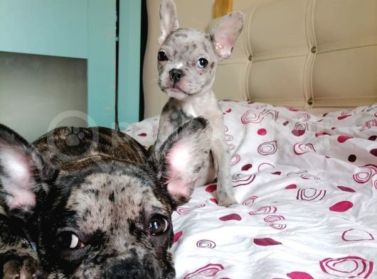Black Merle Muhteşem Oğlumuz görsel