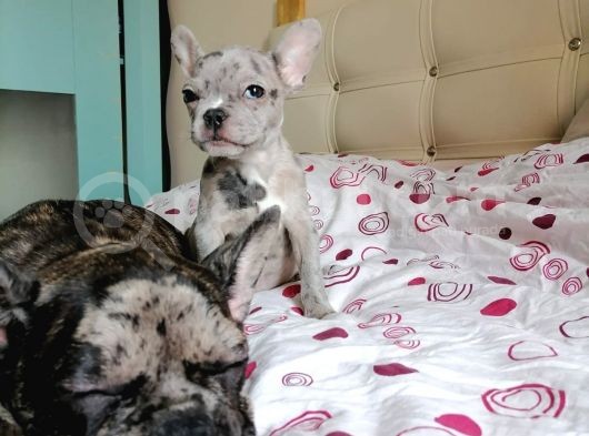Black Merle Muhteşem Oğlumuz görsel