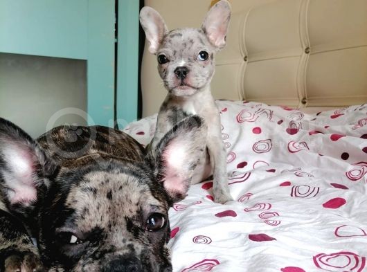 Black Merle Muhteşem Oğlumuz görsel