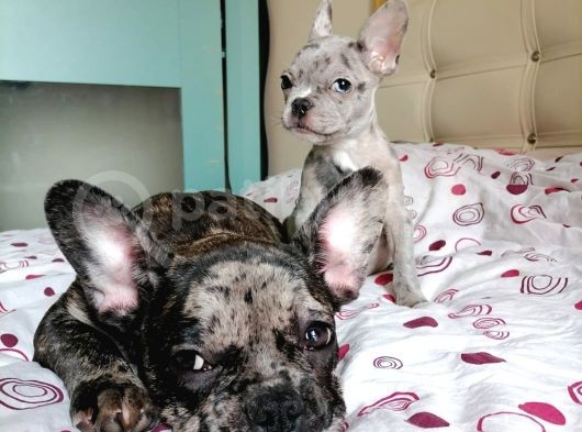 Black Merle Muhteşem Oğlumuz görsel