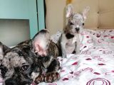 Black Merle Muhteşem Oğlumuz