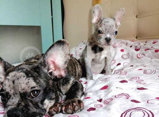 Black Merle Muhteşem Oğlumuz