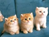 Safkan British Shorthair Yavruları