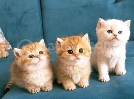 Safkan British Shorthair Yavruları