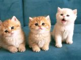 Safkan British Shorthair Yavruları