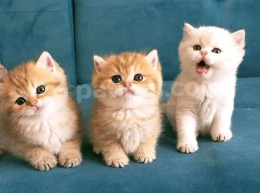 Safkan British Shorthair Yavruları görsel