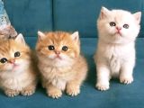 Safkan British Shorthair Yavruları