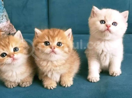 Safkan British Shorthair Yavruları görsel